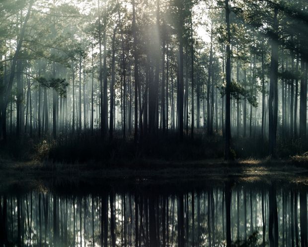 The sun rises through the trees in the DeSoto National Forest.